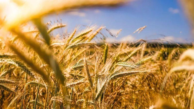 生物防治：農(nóng)業(yè)生態(tài)平衡的守護(hù)者**