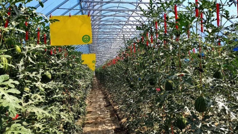 農(nóng)業(yè)種植成本預(yù)算編制流程解析